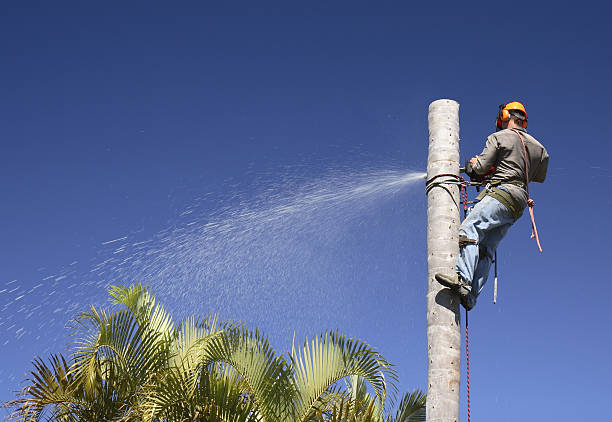 How Our Tree Care Process Works  in  Hartley, IA