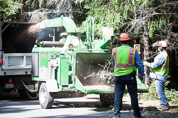 Professional Tree Removal Services in Hartley, IA